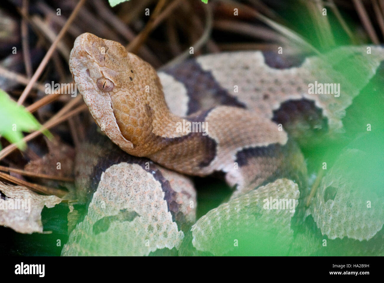 Una vista panoramica del Parco Nazionale di Congaree, che mostra i suoi diversi ecosistemi, le foreste lussureggianti e la ricca biodiversità. Quest'area è un sito naturale protetto, noto per le sue zone umide e il suo significato ecologico. Foto Stock