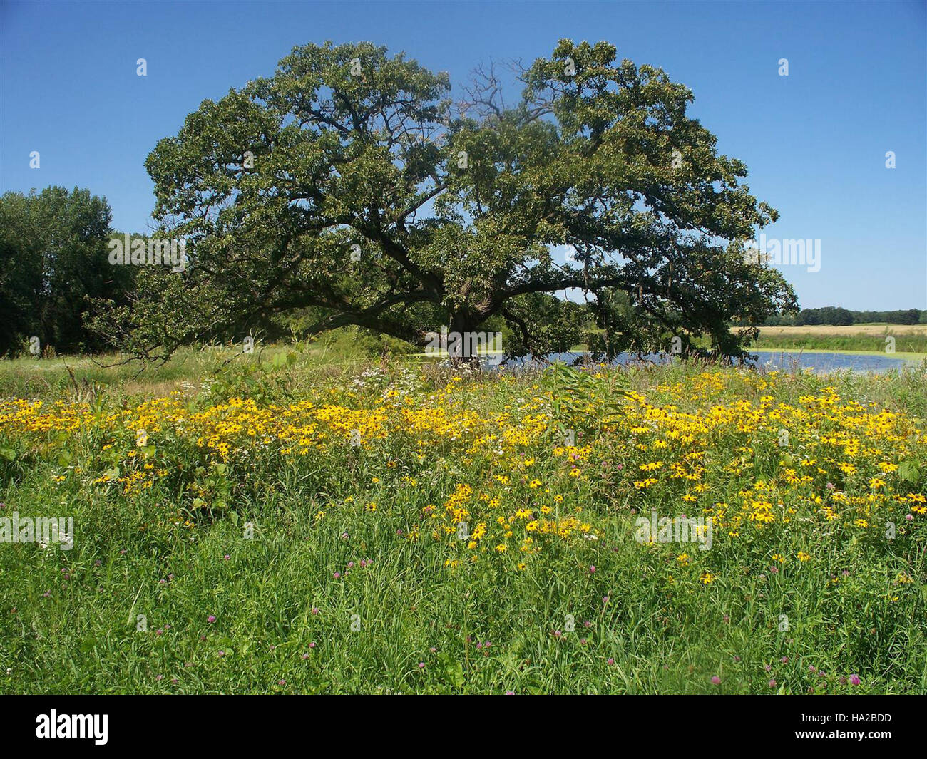 Questa fotografia, scattata dal governo degli Stati Uniti nel 2010, mostra la zona umida di Nygren e un'importante quercia. L'immagine evidenzia l'importanza ecologica delle zone umide e il loro ruolo nel preservare la biodiversità. Foto Stock