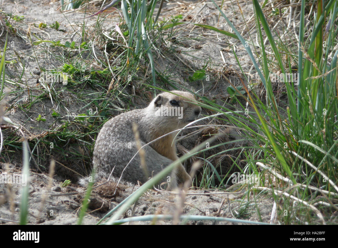 Questa immagine raffigura il Bering Land Bridge, un collegamento critico tra Asia e Nord America, con uno scoiattolo di terra artica in primo piano, che mette in evidenza l'ecosistema unico dell'area. Foto Stock