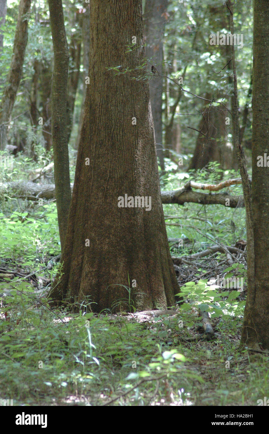 Una fotografia dell'albero Water Tupelo nel Parco Nazionale di Congaree, che sottolinea il suo ruolo ecologico unico negli habitat delle zone umide e la sua importanza per la biodiversità locale. Foto Stock