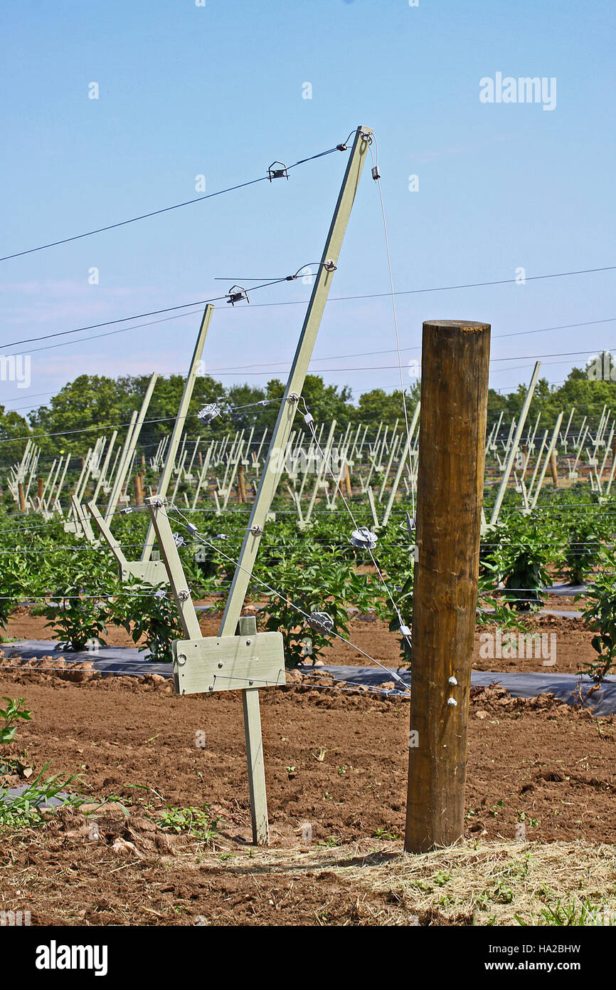 Questa immagine raffigura un traliccio a braccio trasversale rotante, un'infrastruttura agricola utilizzata per sostenere le colture, che dimostra l'innovazione pratica nelle tecniche agricole per migliorare la resa e la gestione delle colture. Foto Stock