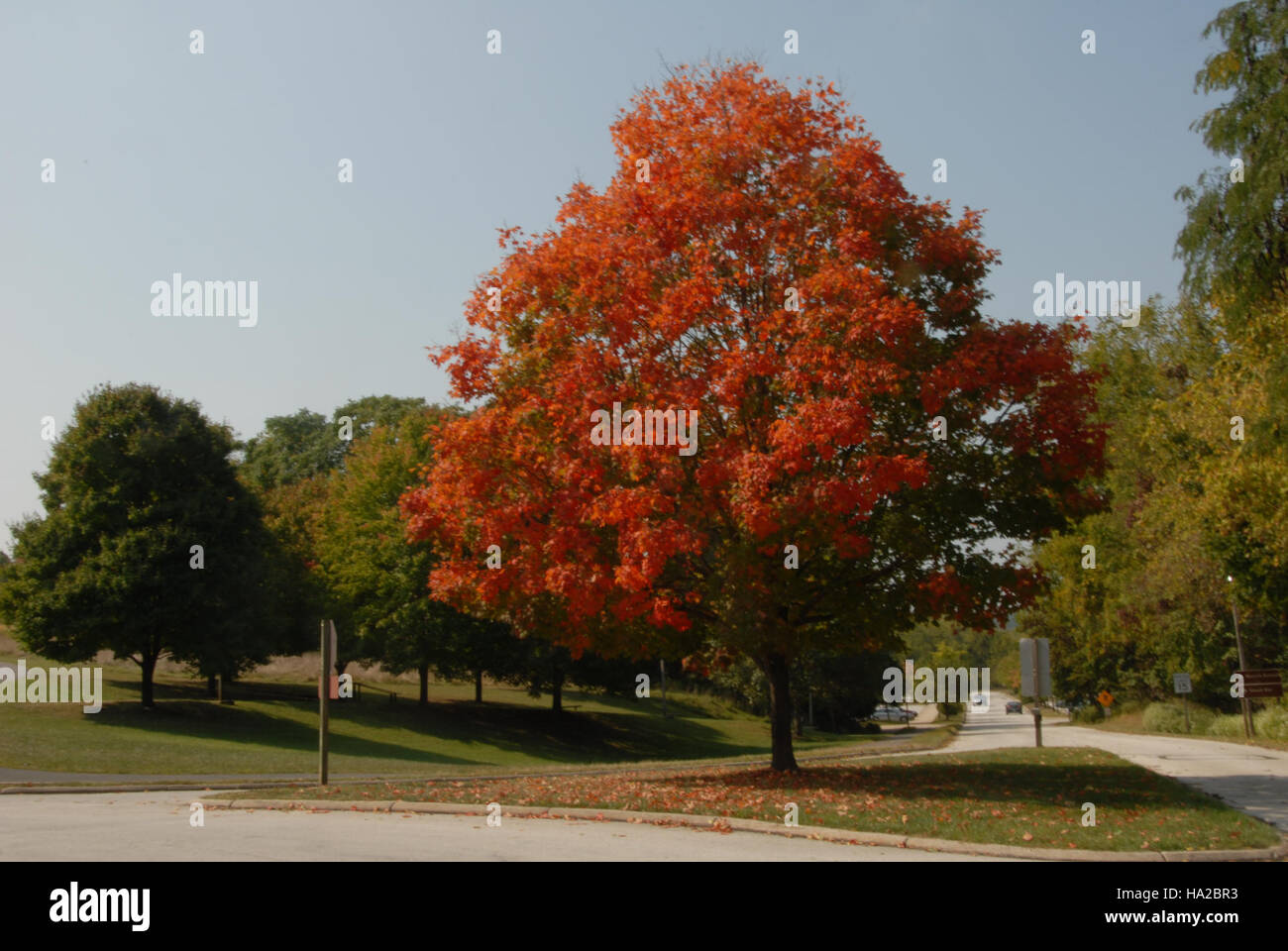 Di fronte al centro visitatori del Valley Forge National Historical Park si trova un acero da zucchero. L'albero è un esempio del ricco patrimonio naturale del parco, che fornisce ombra e contribuisce alla diversità ecologica dell'area. Foto Stock