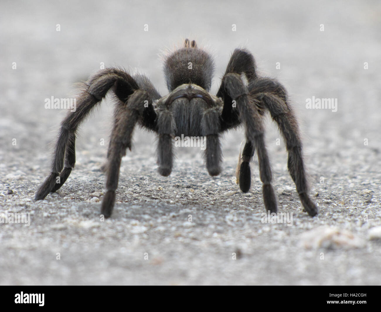 Una tarantola, una grande e distintiva specie di ragno, è osservata nel suo habitat naturale, mostrando le sue caratteristiche fisiche uniche e il suo ruolo negli ecosistemi. Foto Stock