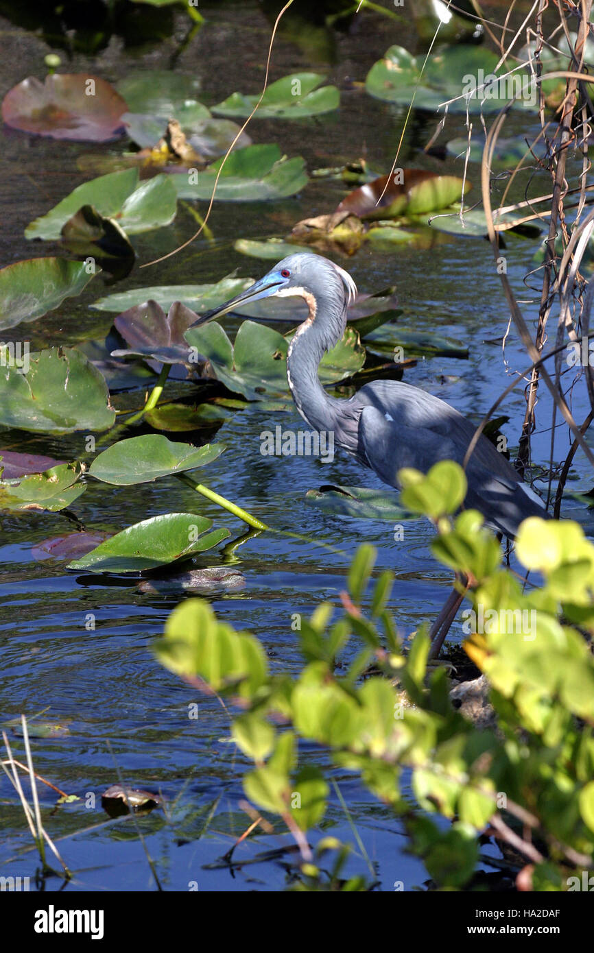 Everglades Heron - Tri colorato Foto Stock