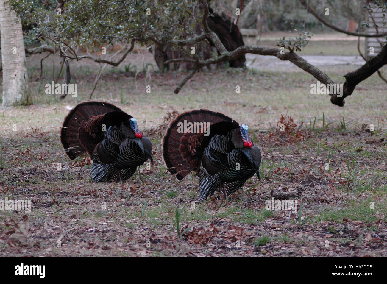 I tacchini selvatici, originari del Nord America, sono noti per le loro caratteristiche piume di coda a ventaglio e per le chiamate stravaganti. Questi uccelli sono una visione comune nelle foreste e nei boschi di tutti gli Stati Uniti e sono un simbolo degli sforzi per la conservazione della fauna selvatica. Foto Stock
