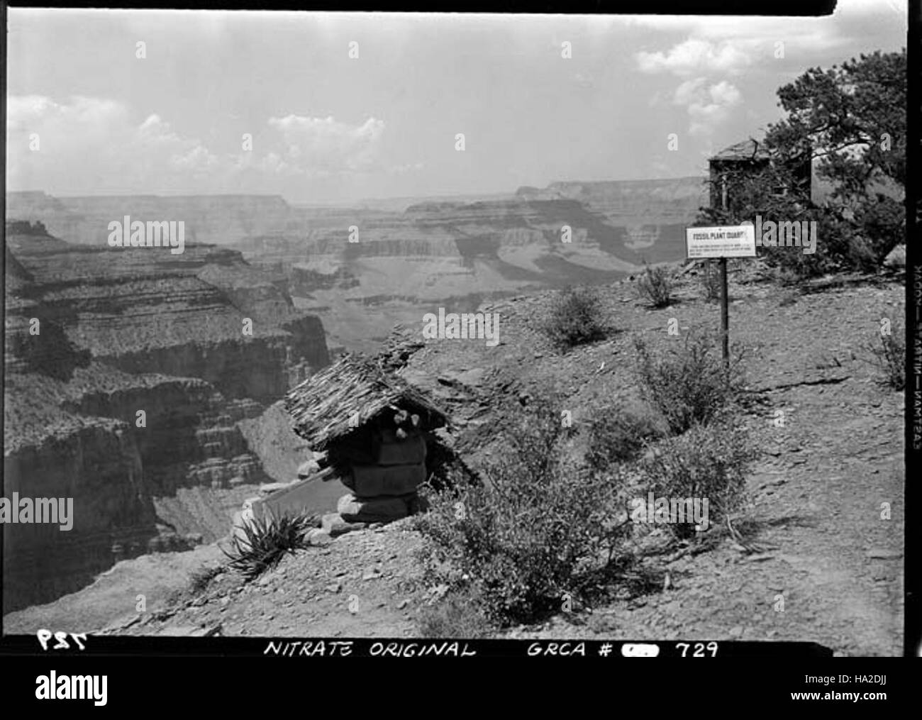 Grand Canyon presentano fossile Foto Stock