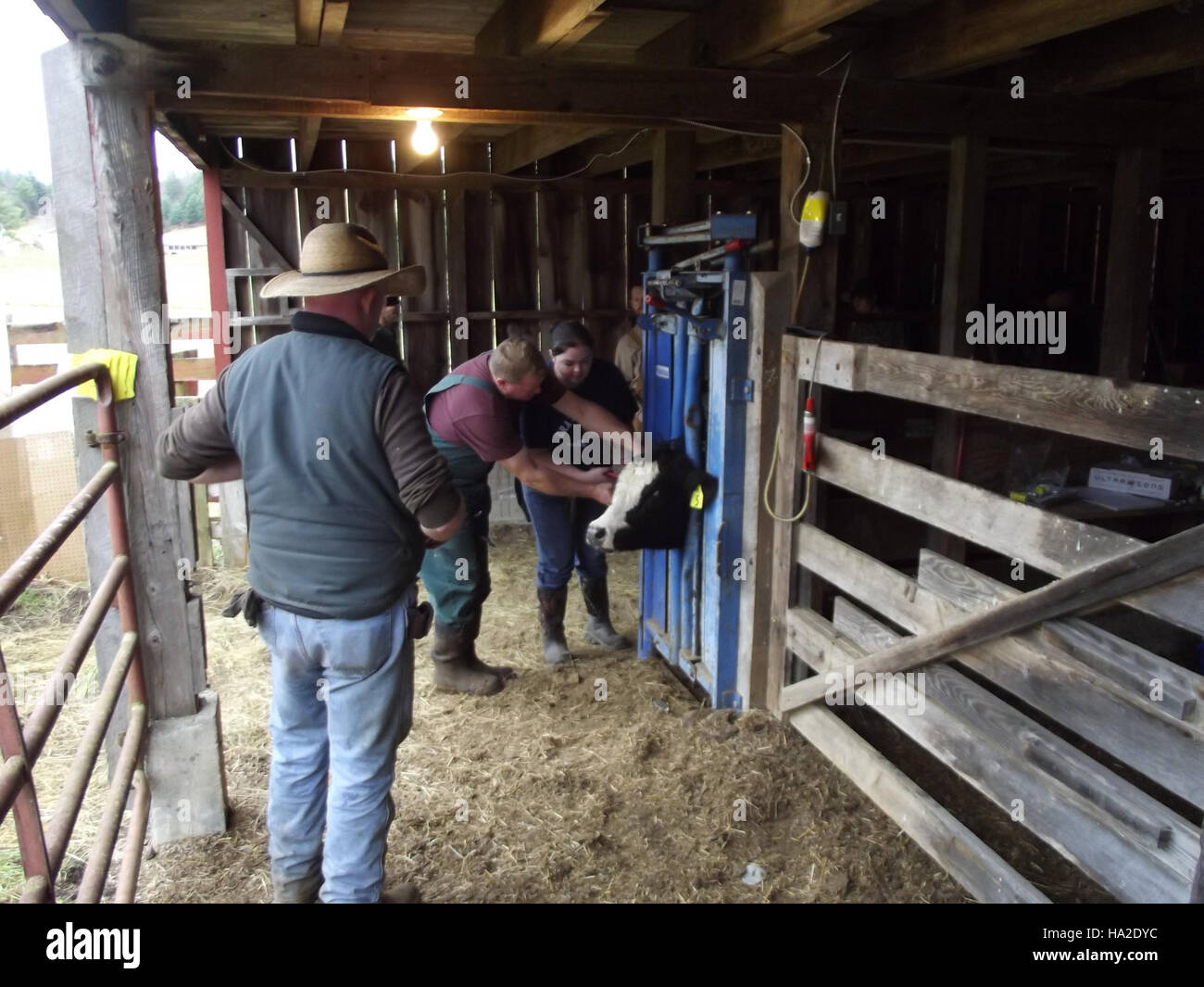 Insegnare la corretta gestione del bestiame Foto Stock