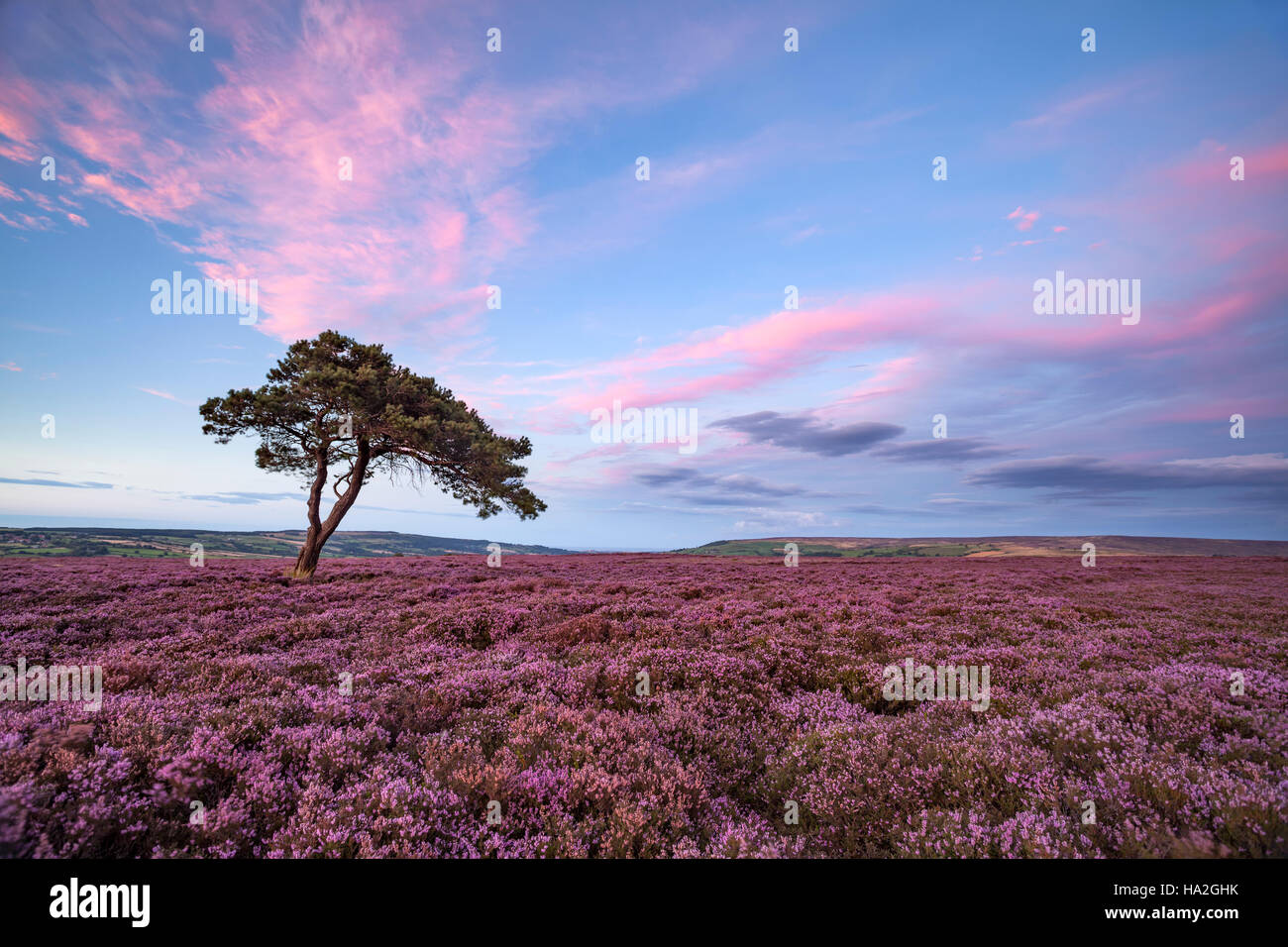 Heather su North York Moors a Egton con albero isolato Foto Stock