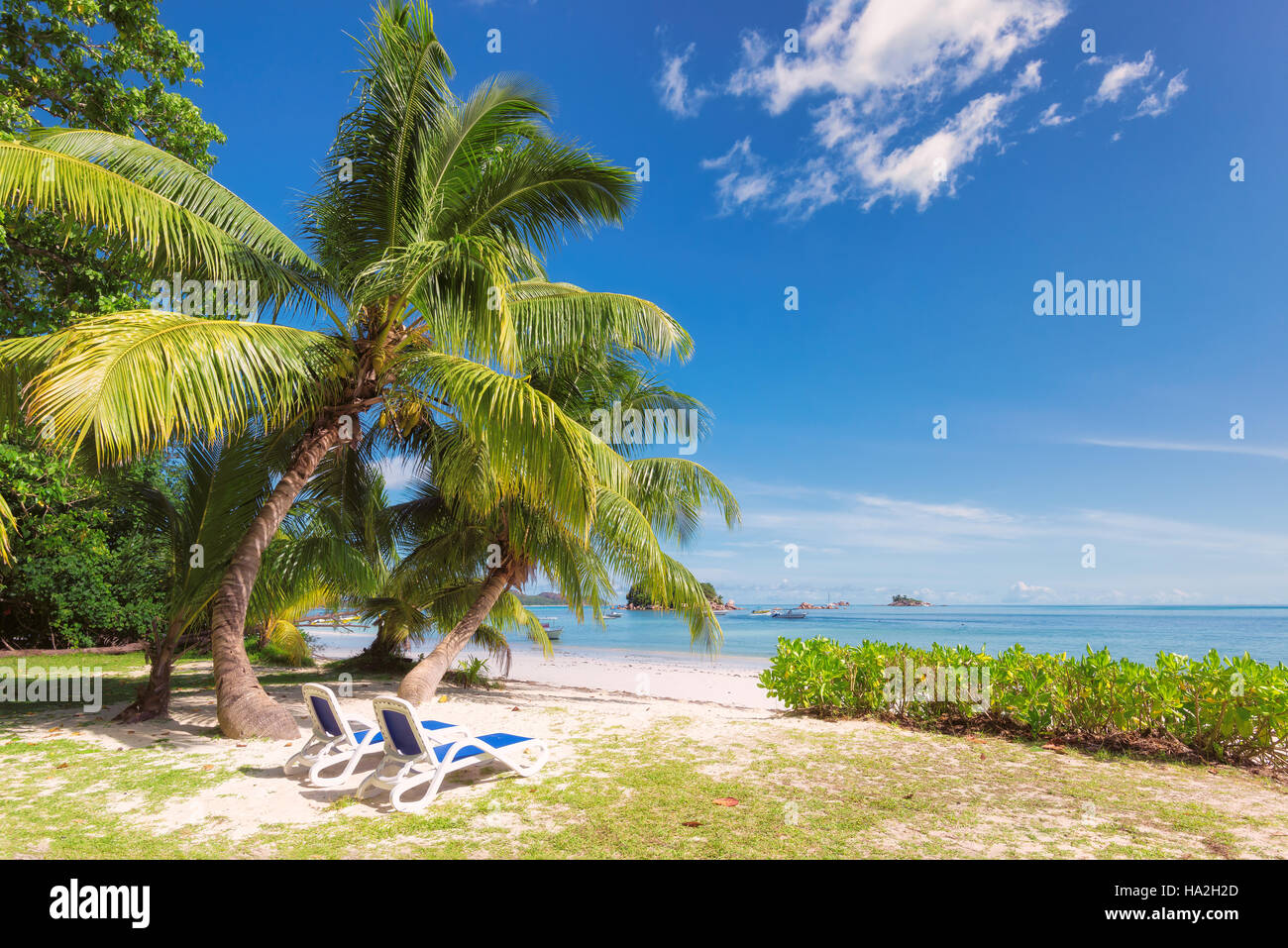 Palme sulla spiaggia tropicale Foto Stock
