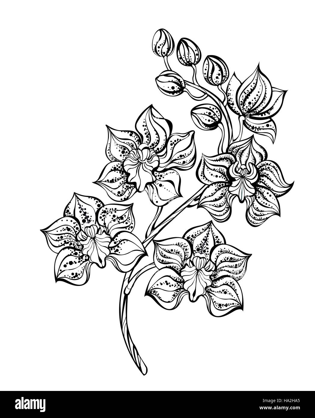 Artisticamente dipinte, contorno, Orchidea nera su sfondo bianco. Design con orchidee. Lo stile di tatuaggio. Dotwork. Illustrazione Vettoriale