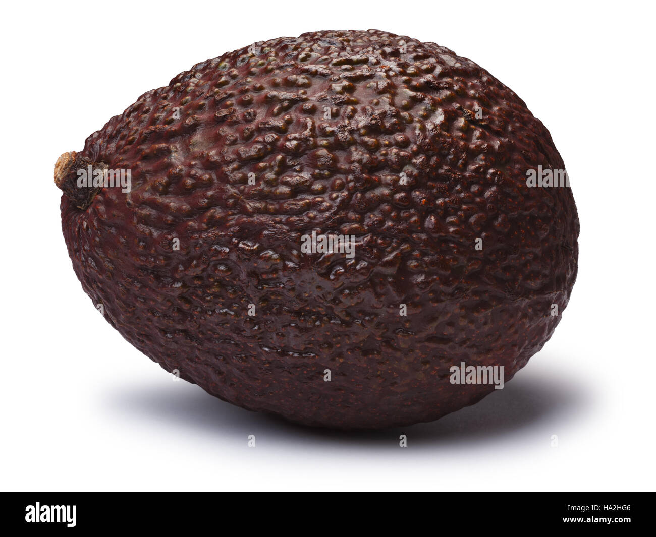 Tutto il marrone o Hass Bilse avocado, (Persea americana). I tracciati di ritaglio, shadow separati Foto Stock