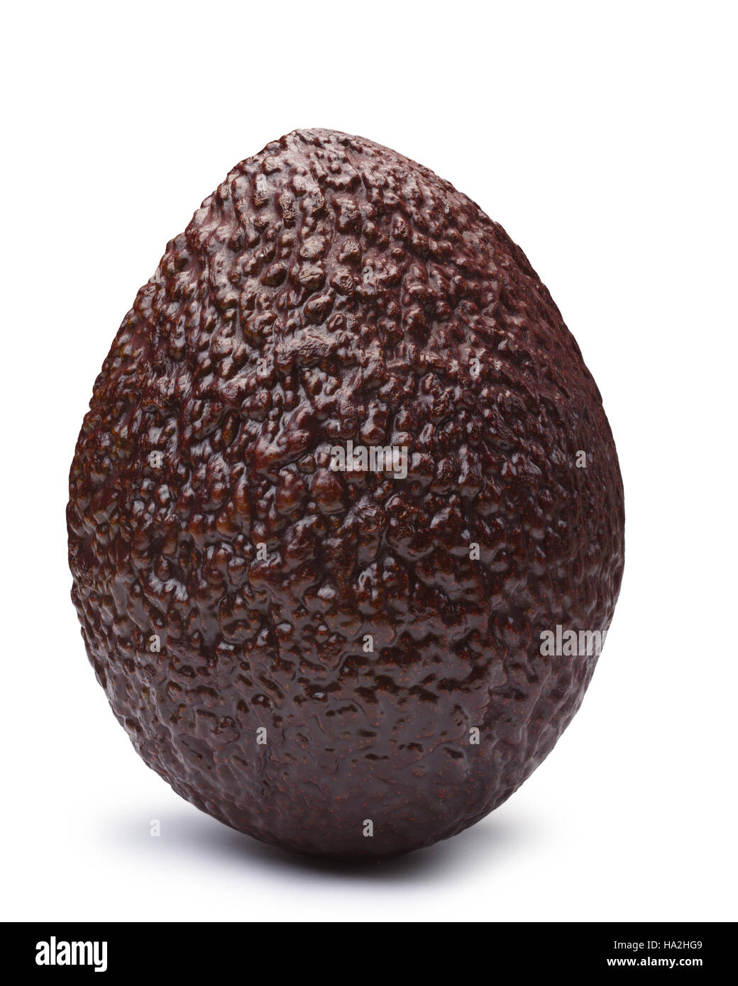 Tutto il marrone o Hass Bilse avocado, (Persea americana), eretta. I tracciati di ritaglio, shadow separati Foto Stock