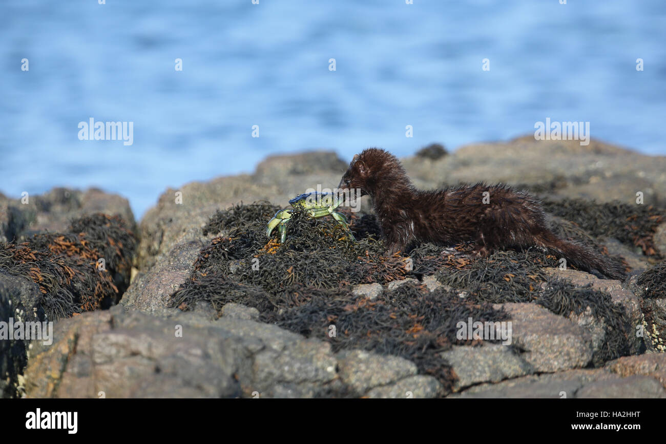 Una Visone (Neovison vison) con un granchio che ha appena catturato in mare e sta per mangiare. Foto Stock