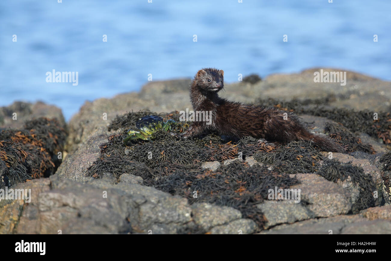 Una Visone (Neovison vison) con un granchio che ha appena catturato in mare e sta per mangiare. Foto Stock