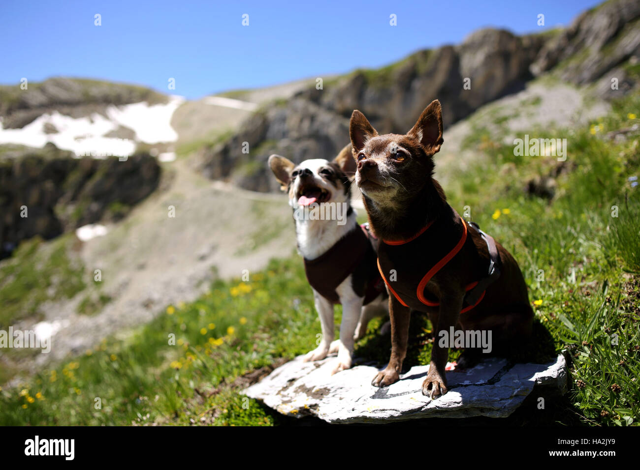 Due Chihuahua cani seduto su una roccia, Svizzera Foto Stock