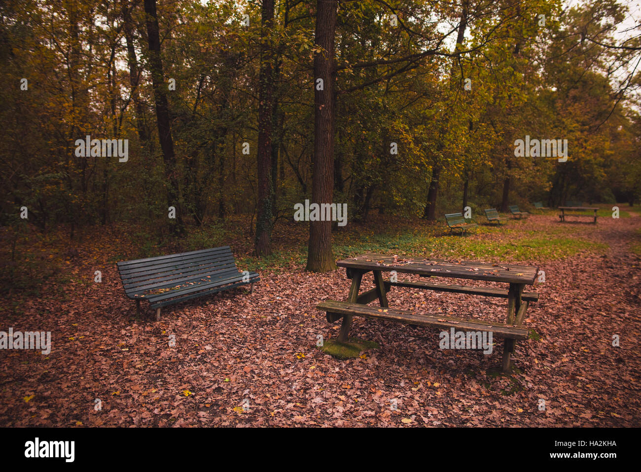 Panchine in un parco con foglie colorate e alberi in autunno al tramonto Foto Stock