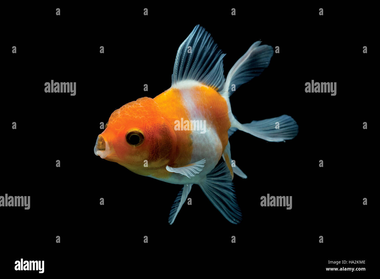 Goldfish ritratto Foto Stock