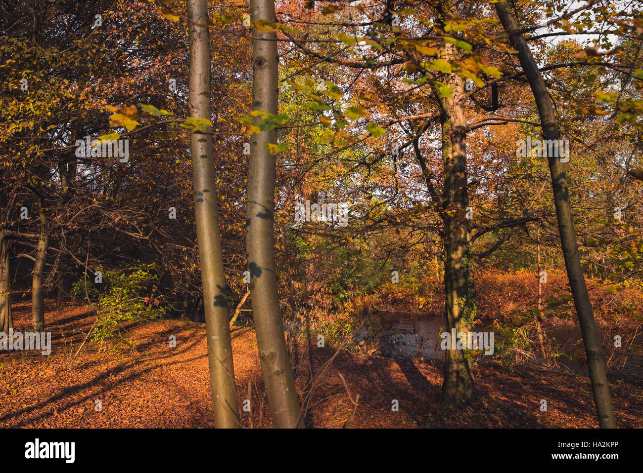 Nel Bosco in autunno Foto Stock