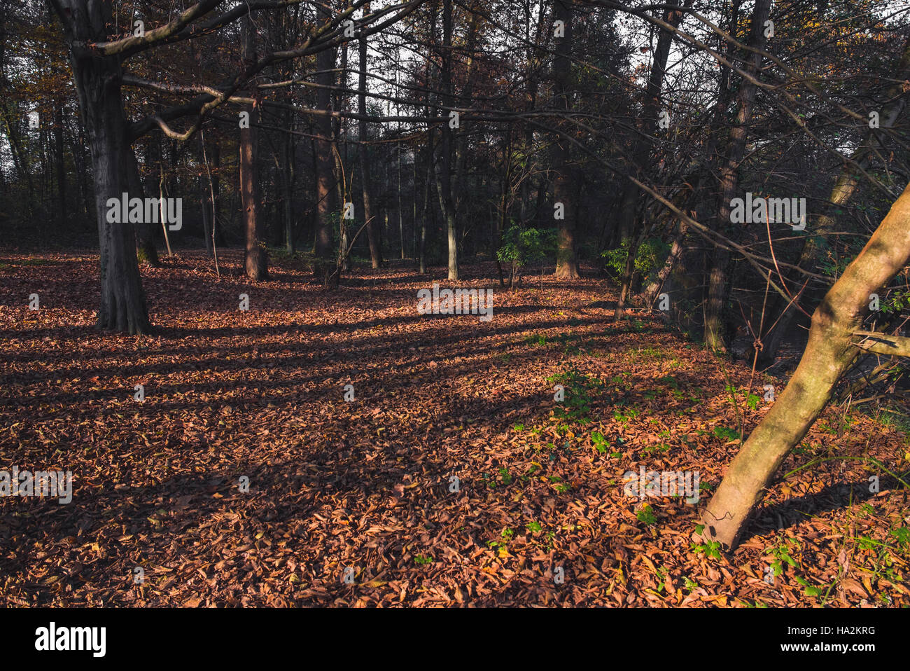 Nel Bosco in autunno Foto Stock