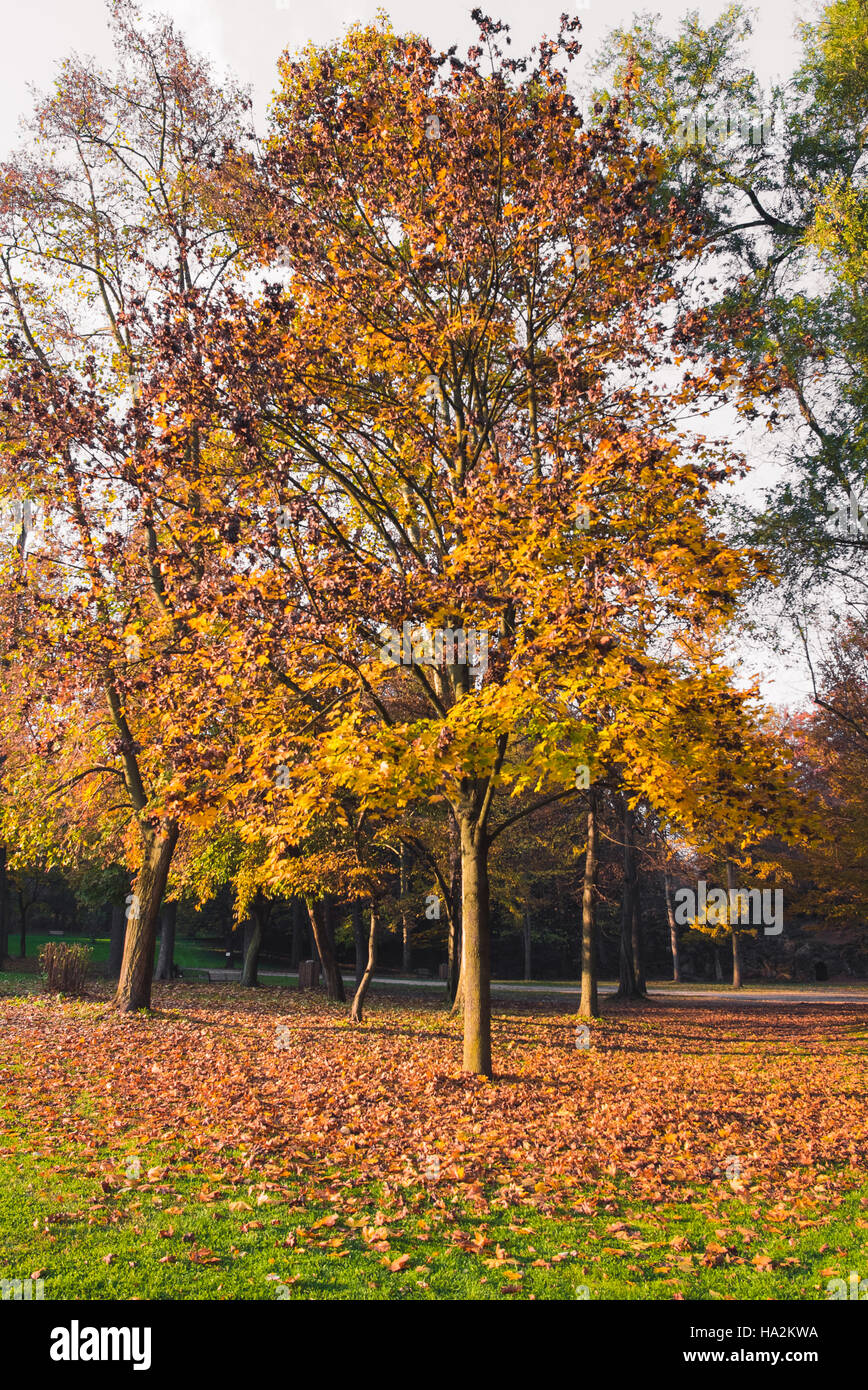 Nel Bosco in autunno Foto Stock