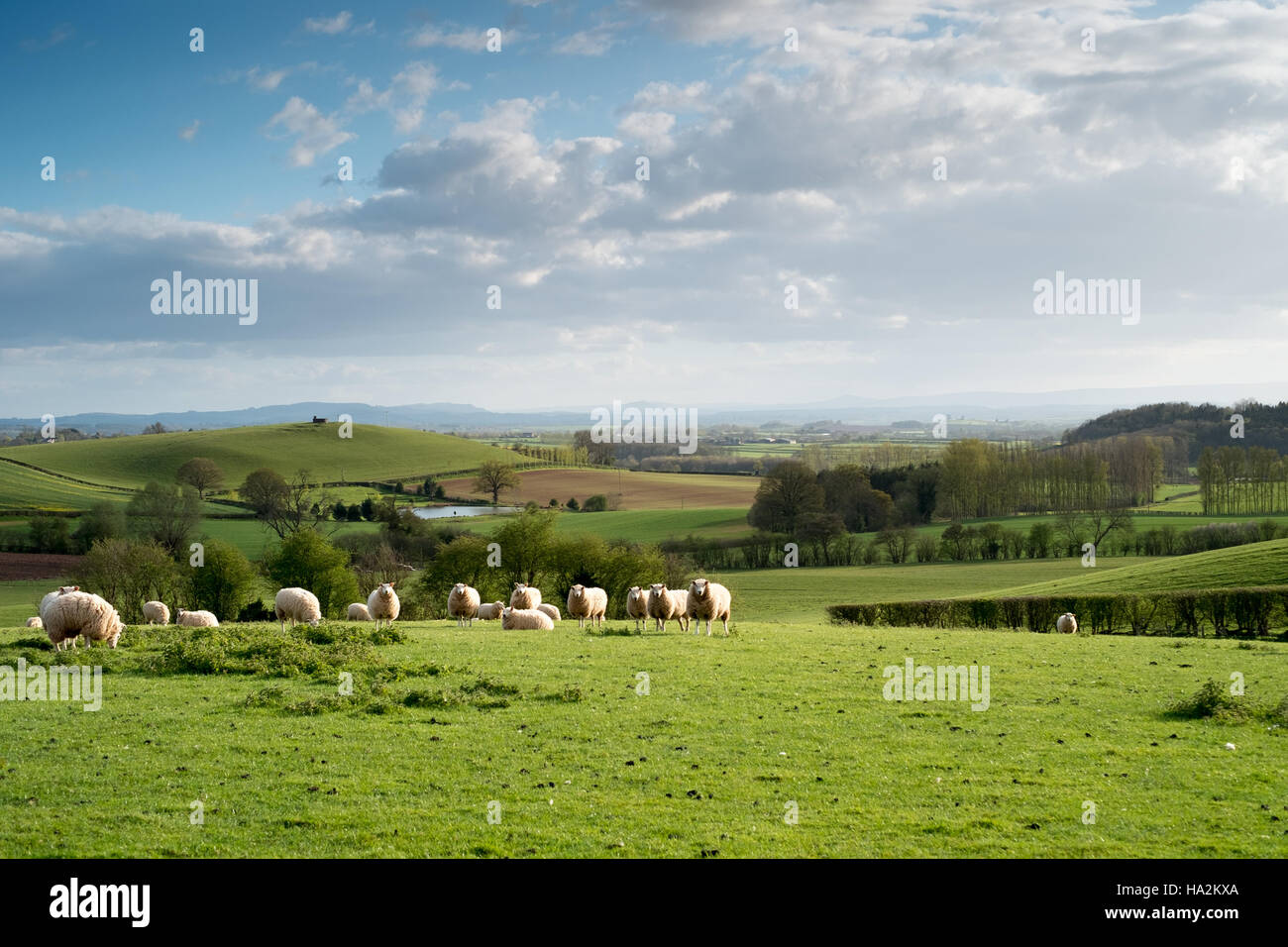 Cerca sw su campi e pecore al pascolo a Hereford ondulata campagna e il Brecon Beacons in lontananza. 7. Foto Stock