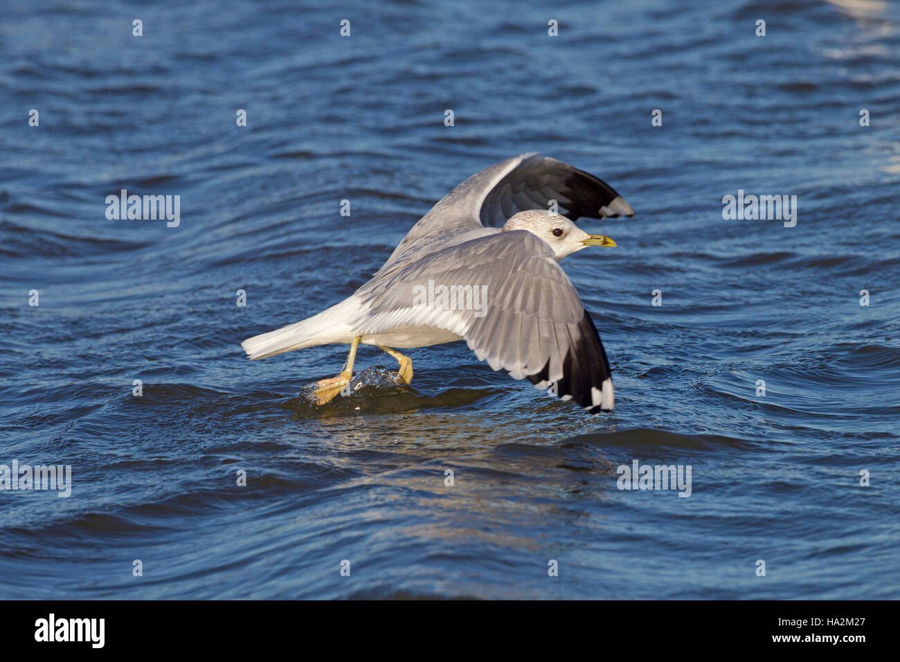 Gabbiano comune Larus canus in volo sopra il torrente costiere inverno Norfolk Foto Stock