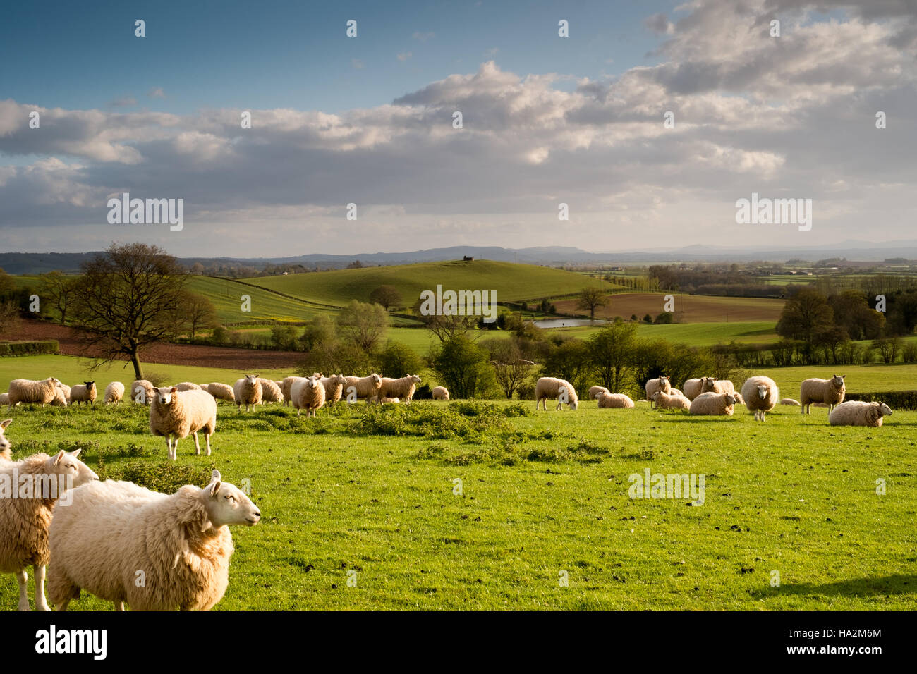 Cerca sw su campi e pecore al pascolo a Hereford ondulata campagna e il Brecon Beacons in lontananza. 3. Foto Stock