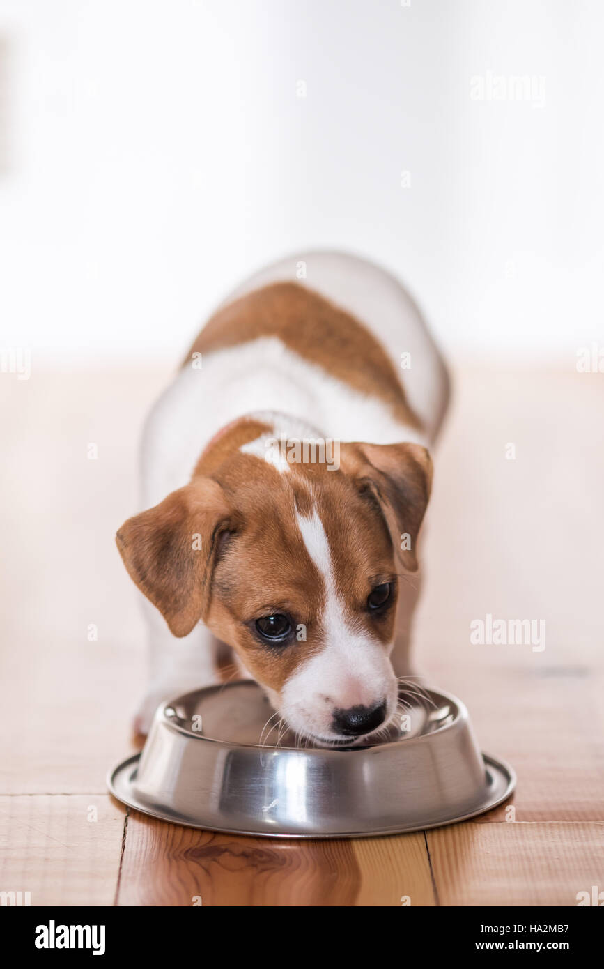 Mangiare jack russel cucciolo closeup Foto Stock