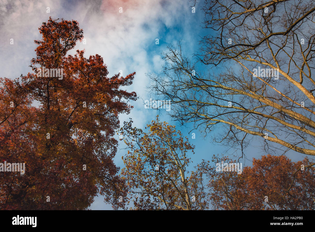 Tree Tops in un parco in autunno Foto Stock