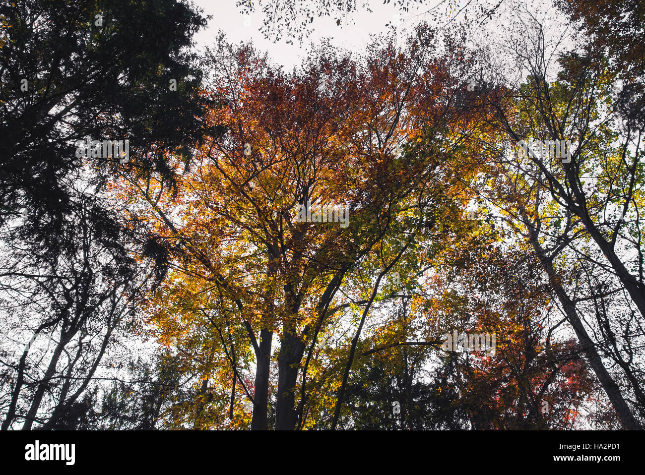 Tree Tops in un parco in autunno Foto Stock