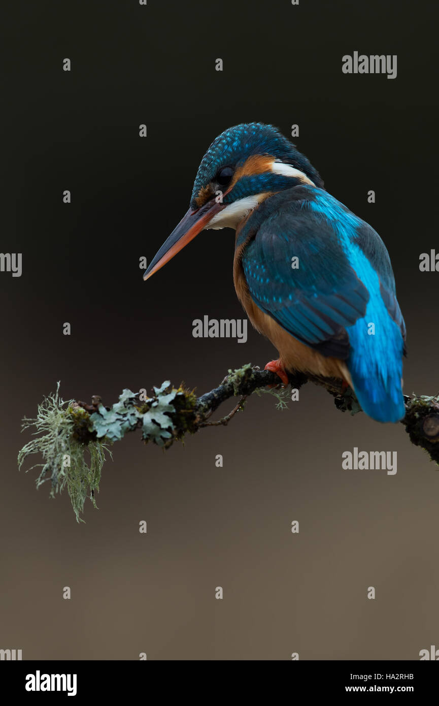 Kingfisher (Alcedo atthis) Foto Stock