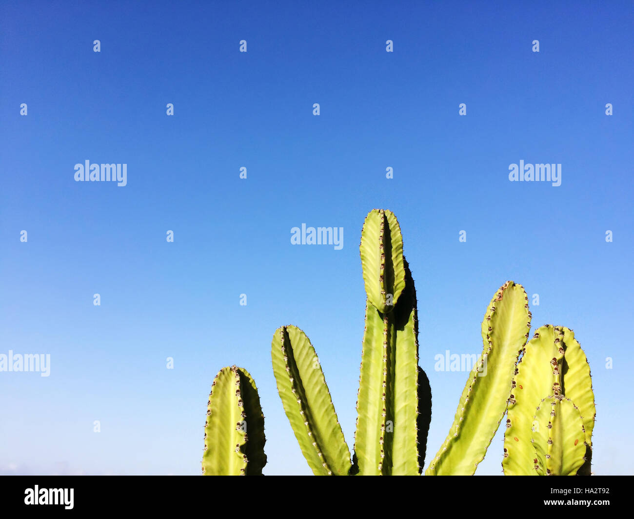 Cactus sul cielo blu - cactus isolato sul cielo blu Foto Stock