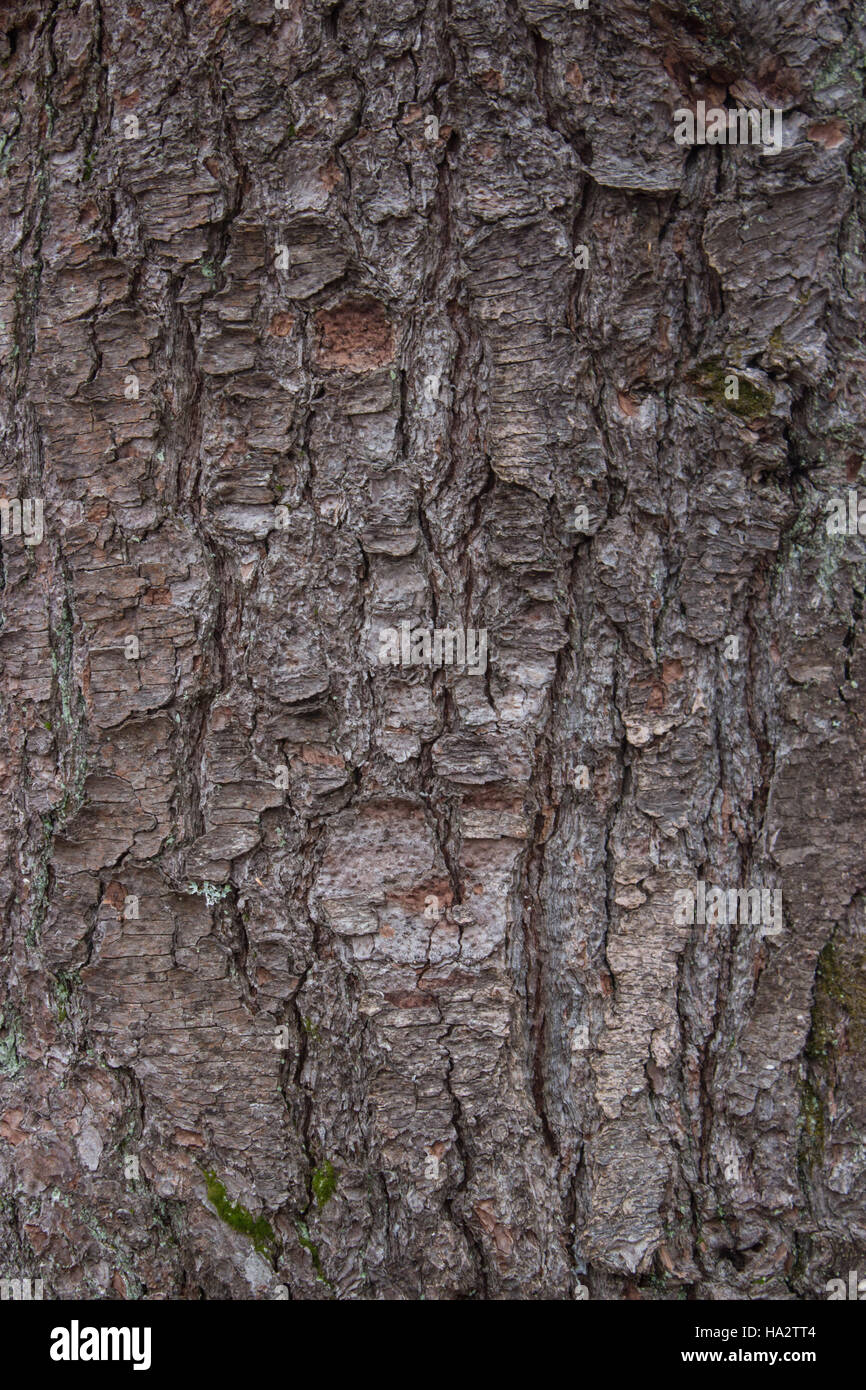 Pino Texture di corteccia Foto Stock