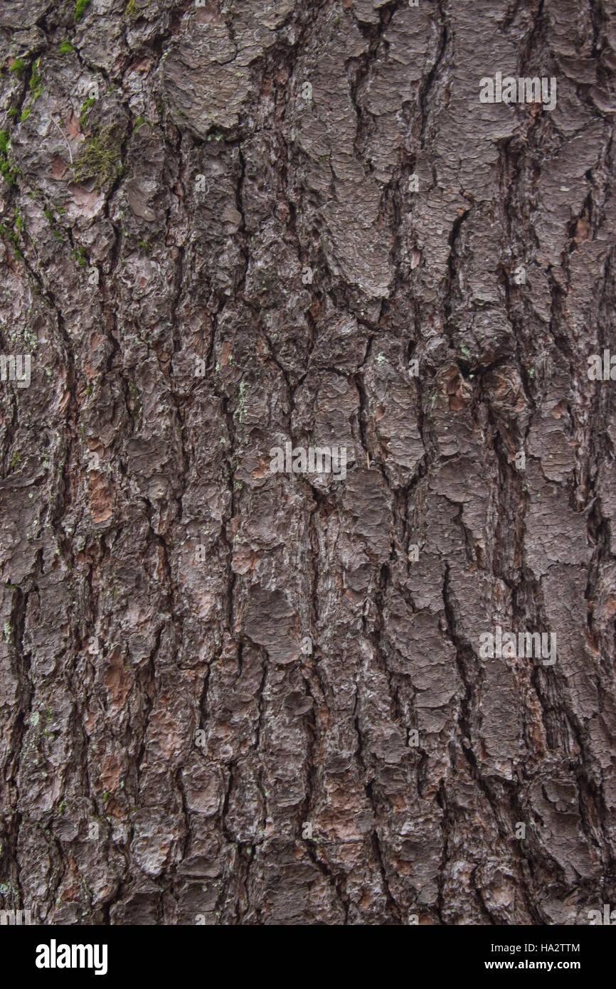 Pino Texture di corteccia Foto Stock
