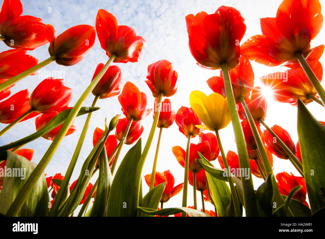 Guardando in alto attraverso i tulipani, uno giallo mescolato con il rosso e la Skagit Valley Tulip Festival Foto Stock