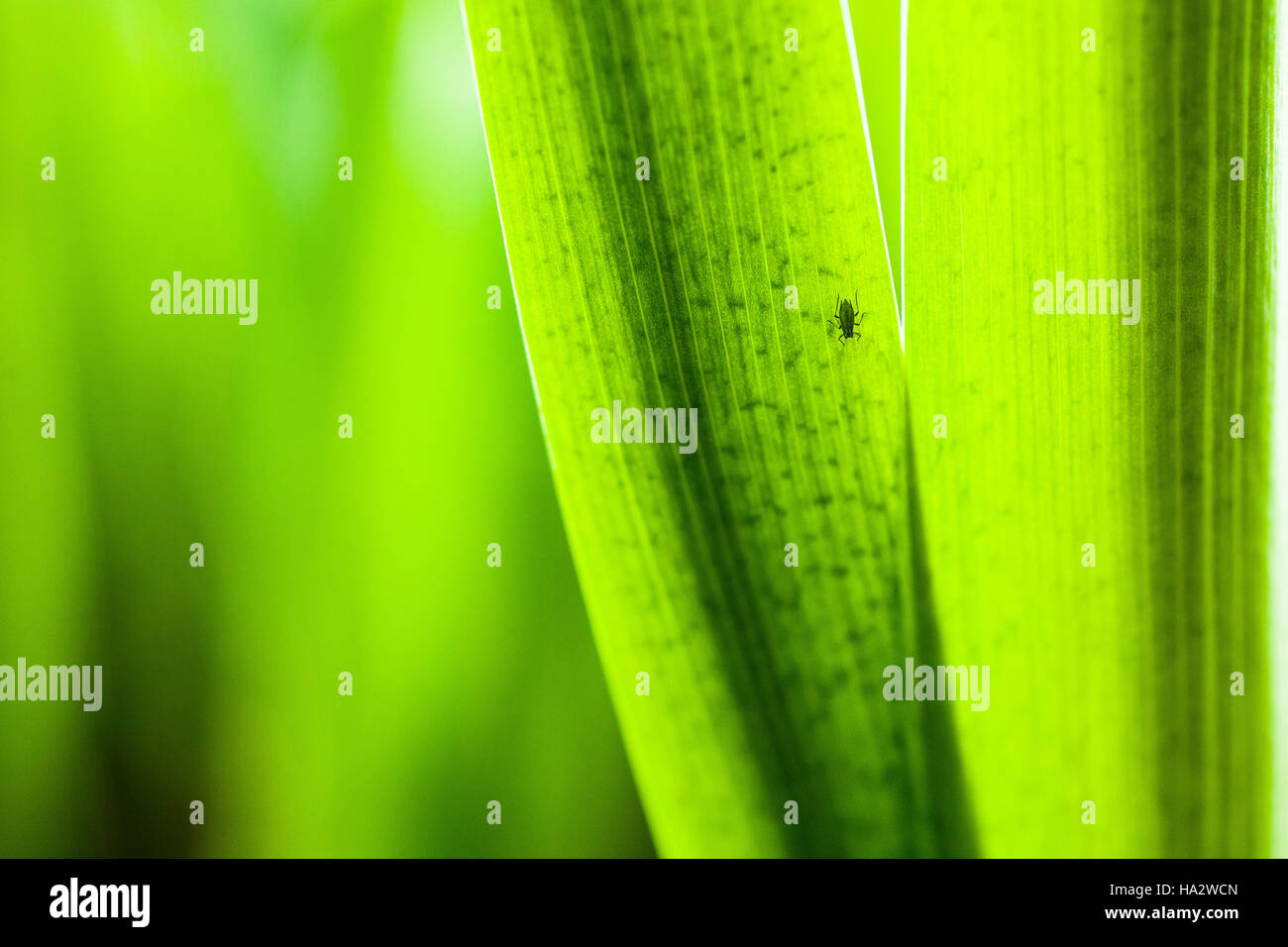 Un afide fa il suo bug cosa sulla lama di un impianto decorativo in un giardino. Foto Stock