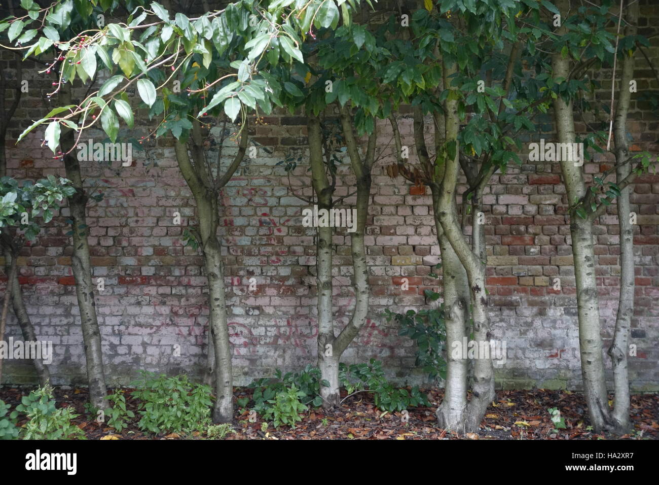 Cinque tronchi di alberi e muro di mattoni Foto Stock