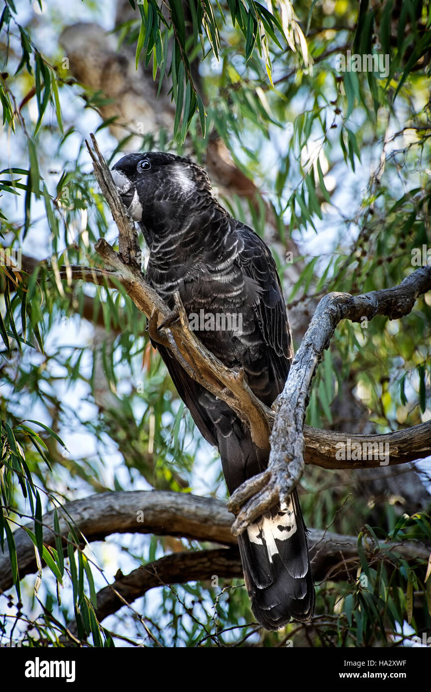 Carnaby's black cockatoo (calyptorhynchus latirostris) in una struttura ad albero, Australia occidentale Foto Stock
