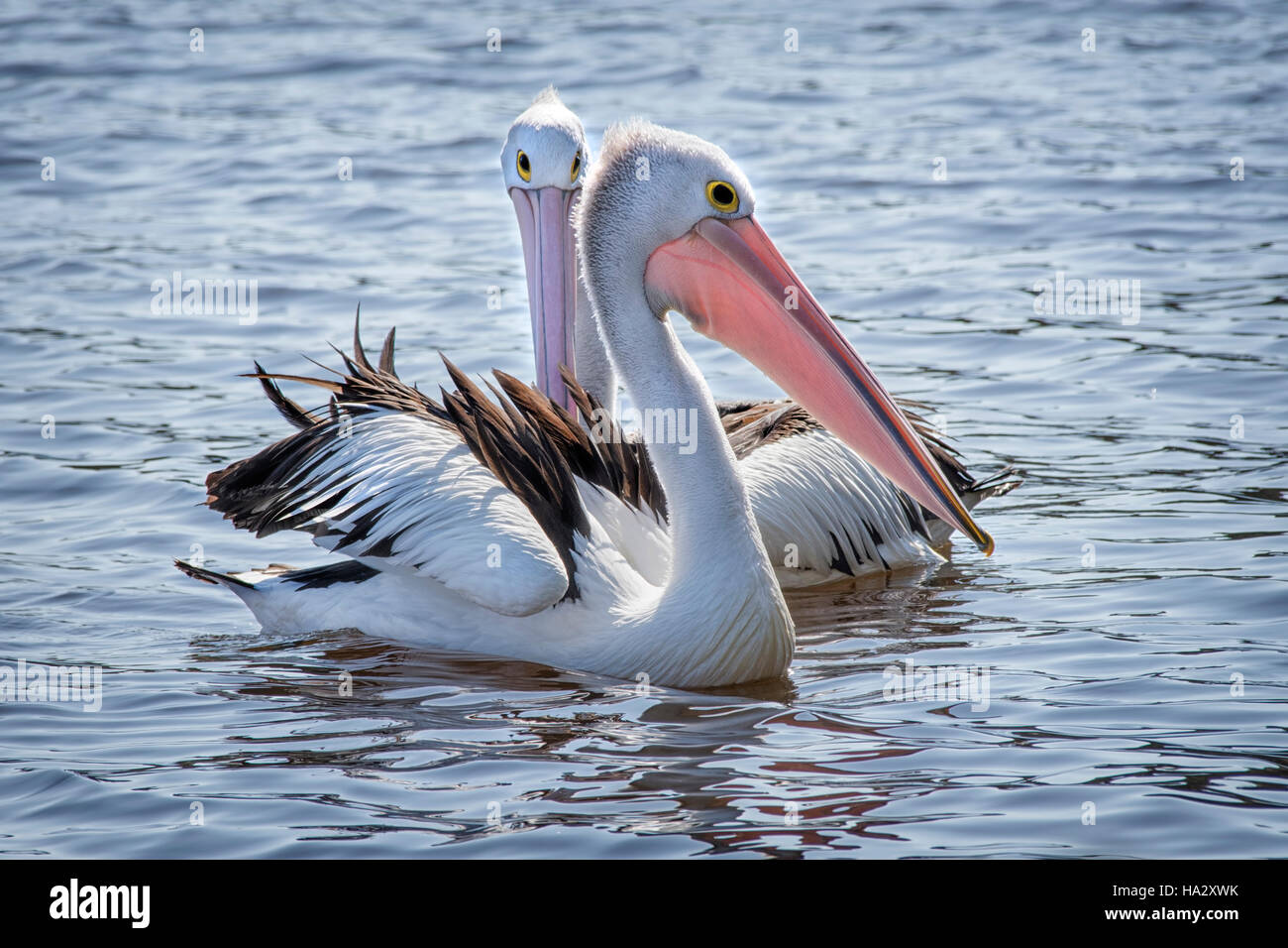 Due pellicani (Pelecanus conspicillatus), Australia Foto Stock