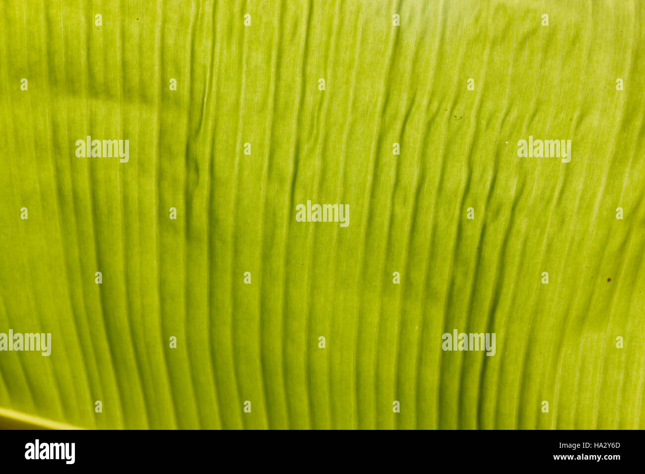 Foglie di banano texture di sfondo retroilluminazione fresco verde foglia. Foglie di banano con una luce dietro. Foto Stock