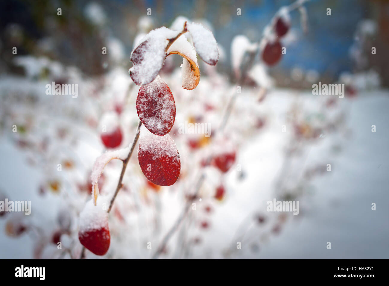 Leggere foglie su un campo di neve in novembre Foto Stock