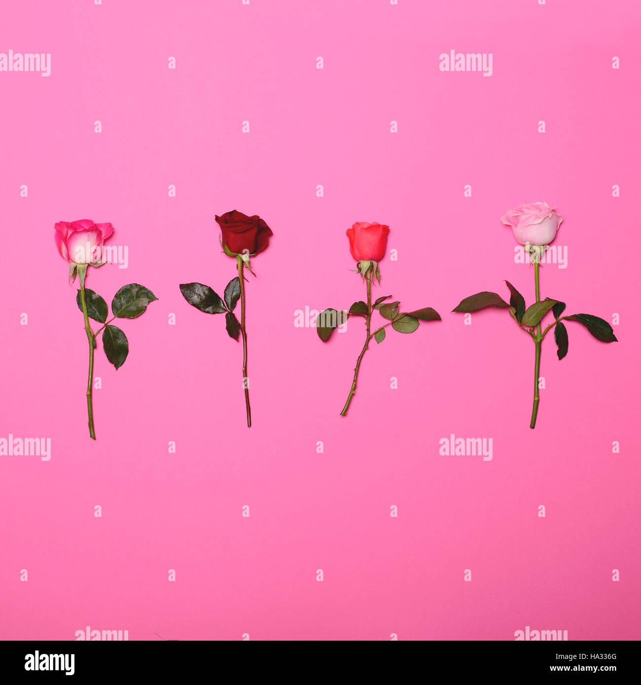 Four Roses pastello su sfondo rosa - alla moda piana minima nozione dei laici Foto Stock