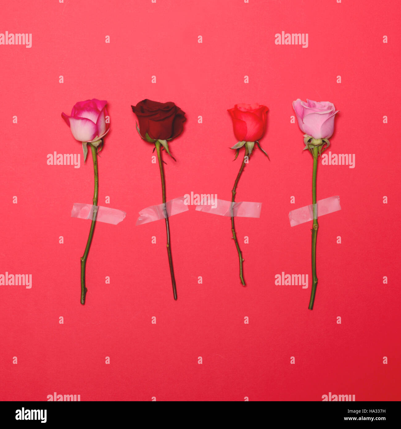 Four Roses con nastro adesivo su sfondo rosso - Minima piana concetto laici Foto Stock