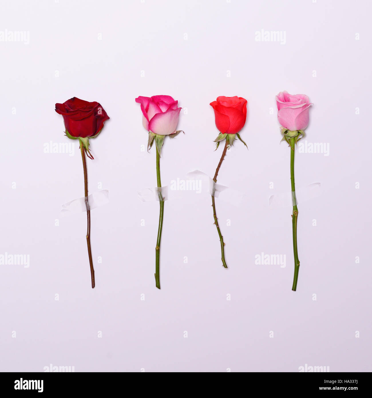 Four Roses con nastro adesivo su sfondo bianco - piatto minima nozione dei laici Foto Stock