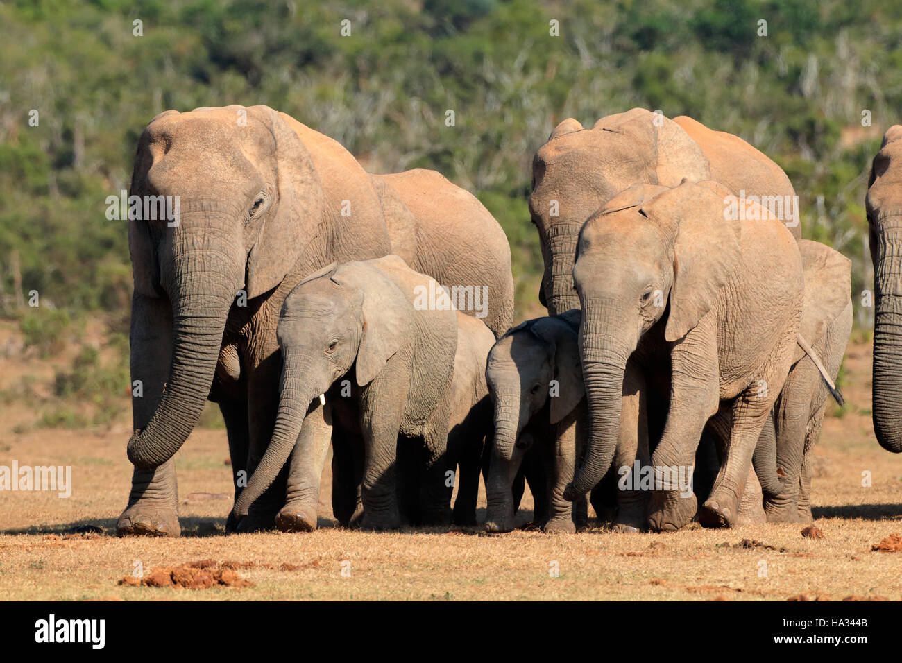 Branco di elefanti africani (Loxodonta africana) in habitat naturale, Addo Elephant National Park, Sud Africa Foto Stock