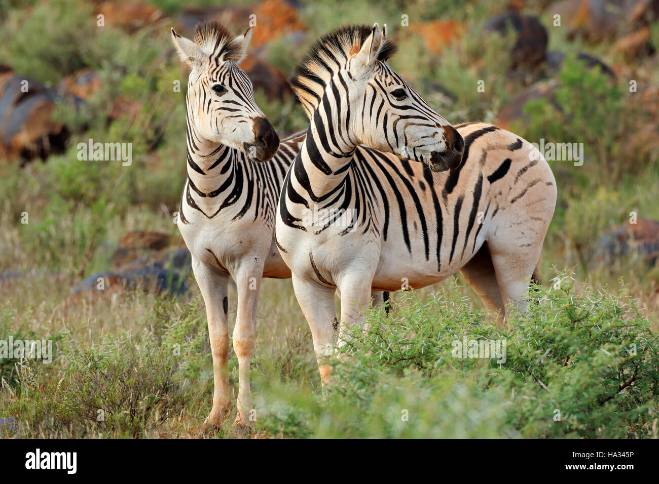 Due pianure (Burchells) zebre (Equus burchelli) in habitat naturale, Sud Africa Foto Stock