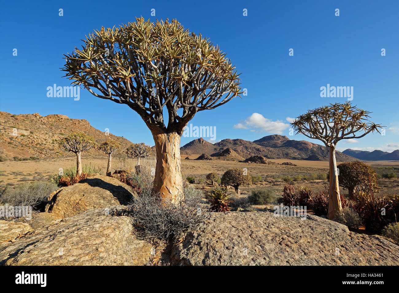 Paesaggio con Rocky Mountain e per quiver alberi (Aloe dichotoma), Northern Cape, Sud Africa Foto Stock