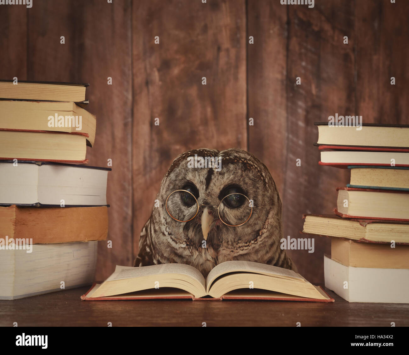 Un gufo animale con gli occhiali è la lettura di un libro nei boschi per una educazione o il concetto di scuola. Foto Stock