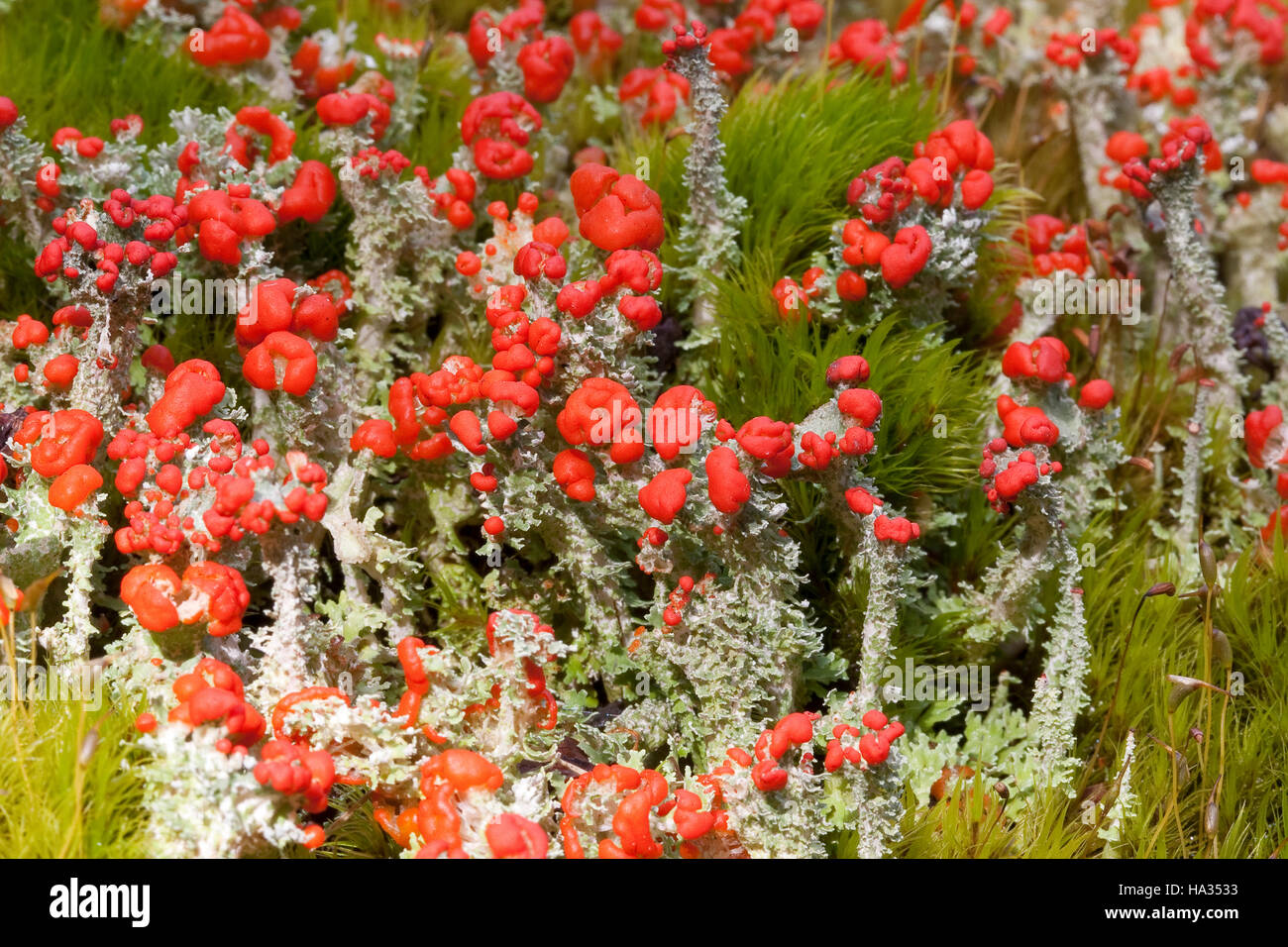 Rotfrüchtige Becher-Flechte, Rotfrüchtige Becherflechte, Scharlach-Becherflechte, Cladonia coccifera, Cladonia cornucopioides, rosso Coppa Pixie Foto Stock