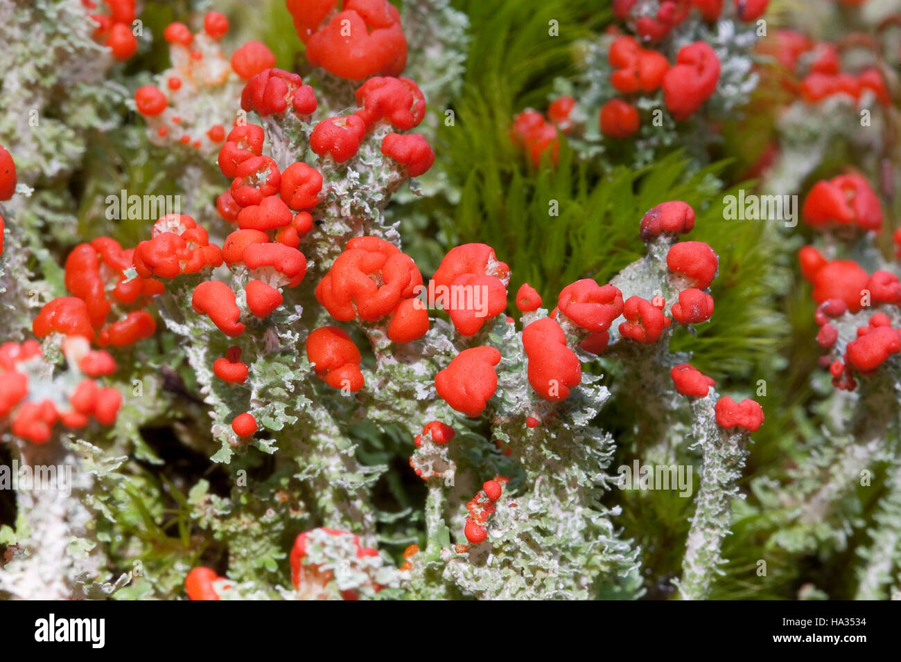 Rotfrüchtige Becher-Flechte, Rotfrüchtige Becherflechte, Scharlach-Becherflechte, Cladonia coccifera, Cladonia cornucopioides, rosso Coppa Pixie Foto Stock